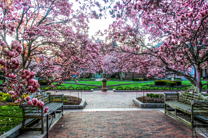 the_best_time_to_visit_washington_dc_for_cherry_blossom_festival